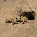 Beach Crab