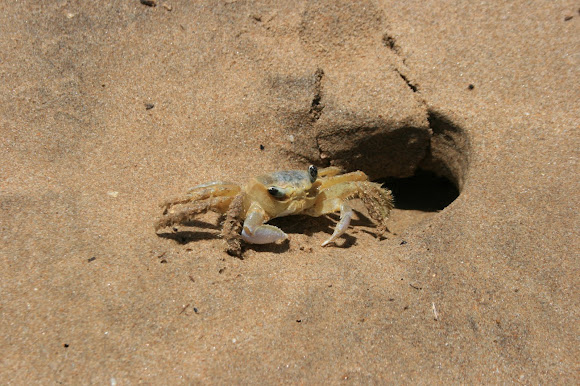 Spotting Image 1