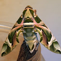 Oleander Hawk Moth