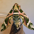 Oleander Hawk Moth