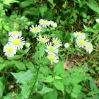 White Wild Aster