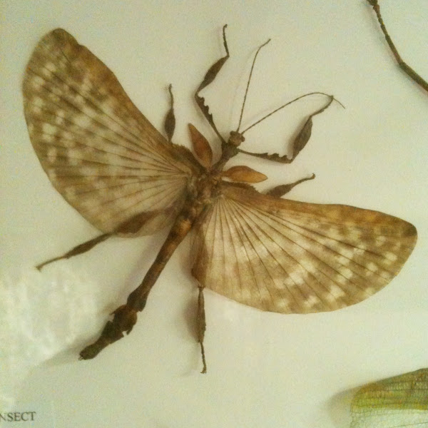 Spiny leaf insect (Macleay's Phasmid) Project Noah