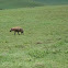 Hiena. Spotted hyena