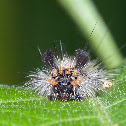 Caterpillar