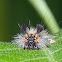 Caterpillar