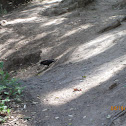 Red Winged Blackbird