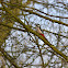 Great Spotted Woodpecker