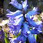 Blue Hyacinth