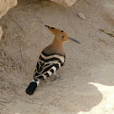 Hoopoe (Upupa)