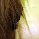 Shetland pony