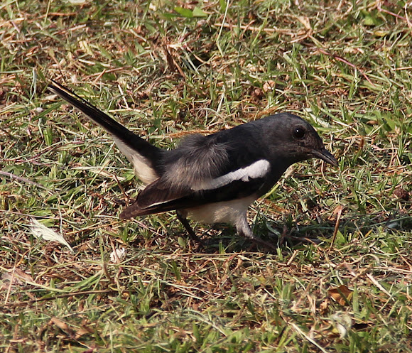Spotting Image 1