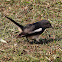Oriental Magpie-Robin