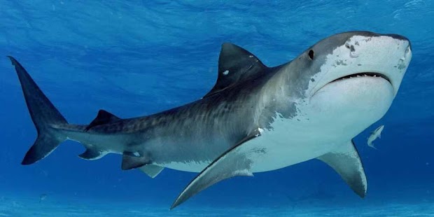 How to install Wild Sharks Live Wallpaper 1.3 mod apk for android