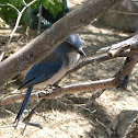 Scrub Jay