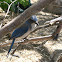 Scrub Jay