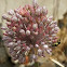 (Broadleaf) Wild Leek