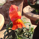 Dog Flower