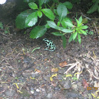 Green and Black Poisen Dart Frog