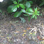 Green and Black Poisen Dart Frog