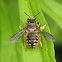 Wool Carder Bee