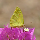 Clouded Sulphur Butterfly