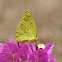 Clouded Sulphur Butterfly