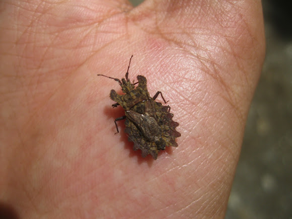 Spotting Image 1