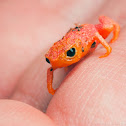 Pumpkin toadlet
