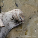 Harbor Seal