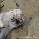 Harbor Seal