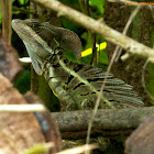 Brown Basilisk Lizard