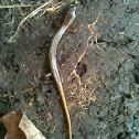 Salamander