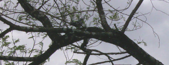 Spotting Image 1