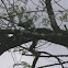 Black-and-white Warbler