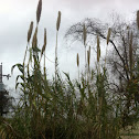 Giant cane