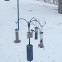 Downy Woodpecker