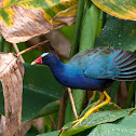 American Purple Gallinule