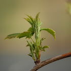 European Raspberry