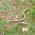 Slow Worm