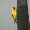 Goldfinch 