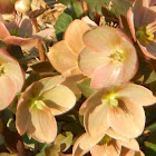 Hellebore