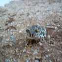 unusual couch's spadefoot toad