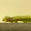 Green Oak Caterpillar