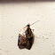 Acleris variegana