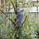koala