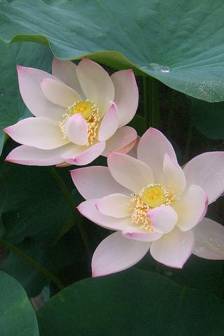 pretty-lotus-flowers-pics for android screenshot