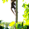 Jumping Squirrel