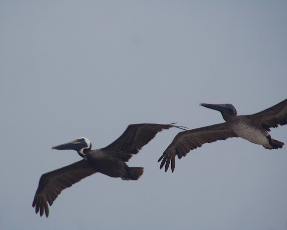 Spotting Image 1
