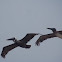 Pelican