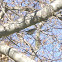 Chestnut-sided Warbler